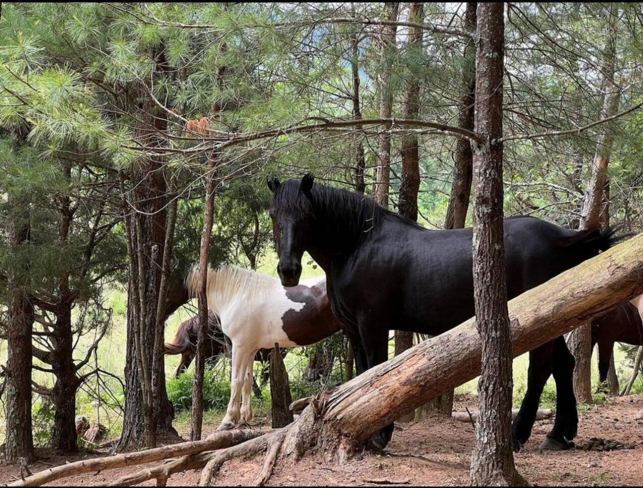 Villa A Magical Experience Pigeon Forge Esterno foto
